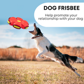 Dog Playtime Alternatives | Fun Dog Toys
